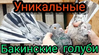 Бакинские голуби.Обзор у Игоря Волжского.Baku pigeons.Review by Igor Volzhsky