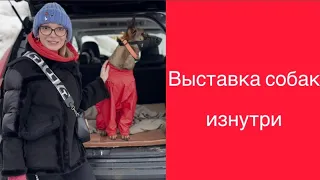 Выставка собак 2024 СКОР. Что вас ждет?