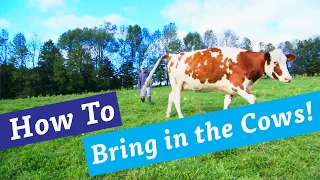 How to Bring the Cows In | Organic Valley Kids