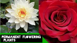 26 flowers that bloom all year round/permanent flowering Plants@ All season gardening .