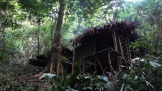 Set up a tent, collect firewood and store food - 2 years of survival in the rainforest - episode 5