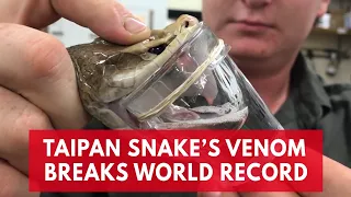 This deadly Taipan snake broke the record for most venom, enough to kill 100 humans