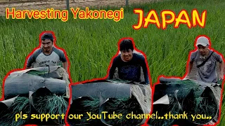 OFW IN JAPAN.Harvesting green onions (Yakonegi)..