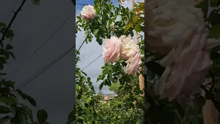 rose garden 090123 最後秋天爆花的修剪時機。再晚就得等春花了