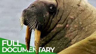 Walruses: Heavyweights With Unexpected Skills | Free Documentary Nature