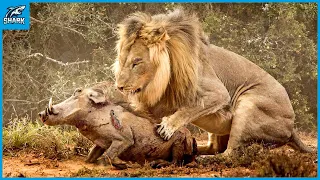 15 Merciless Moments When Male Lions Attack their Prey
