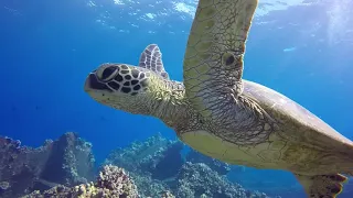 Mala Wharf Pier Lahaina Maui Pt. 2