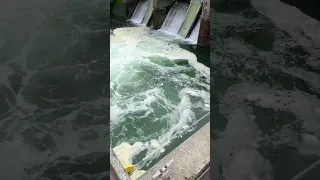 Fish ladder and locks in Seattle
