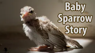 Baby House Sparrow Story | Fledgling