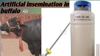 #Artificial insemination in Buffalo 🐃🐃🐃 ( A _ I in buffalo)