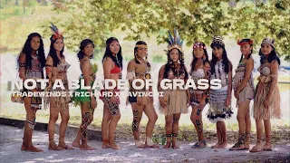 Tradewinds X Richard X Davinchi - Not A Blade Of Grass (2023 Remix)