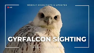 Gyrfalcon Sighting | More to Explore