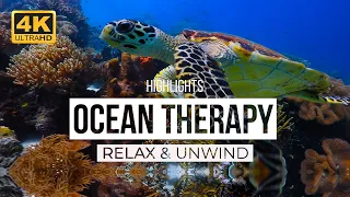 Hawksbill Sea Turtle Swimming - OCEAN THERAPY Highlights - 4K underwater video ULTRA HD
