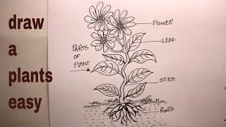 let's draw the parts of a plant/parts of plant/plant drawing