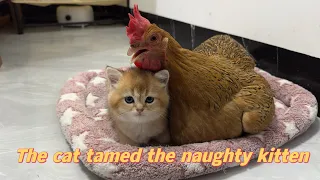 Touching! The mother cat entrusted the kittens to the hen and the father cat to take care of!🤣funny