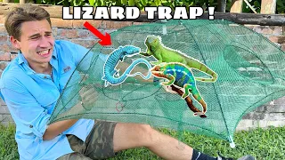 TRAPPING EXOTIC INVASIVE LIZARDS TAKING OVER MY PROPERTY !