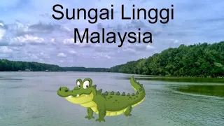 Crocodiles in Linggi River🐊 Malaysia