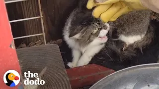 Mother Cat And Her Kittens Take In A New Family Member | The Dodo