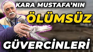 1500 METRE GİDEN GÜVERCİN! (70 İla 100 Takla) - Kuşçu Kara Mustafa Arslantaş