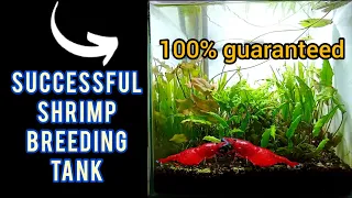 SUCCESSFUL SHRIMP BREEDING TANK || Don't add fishes || চিংড়ির ব্রীড করান সহজেই।।