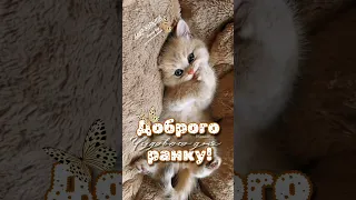 Доброго ранку!)☀️Гарного настрою! Чудового дня!  Добра і позитиву) Красиве побажання