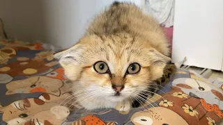 KITTENS LEARNED TO WALK AND OCCUPIED THE BED / Made a bunny out of a sand cat