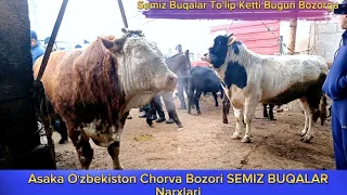 SEMIZ Buqalar Asaka Oʻzbekiston Chorva Bozori 25_1_2024