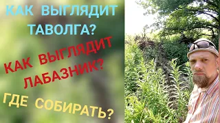 КАК ВЫГЛЯДИТ ТАВОЛГА, ЛАБАЗНИК? ПОКАЗЫВАЮ И РАССКАЗЫВАЮ ГДЕ НАЙТИ.