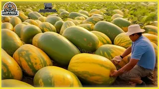 Harvest like crazy! "The way folks  Harvest Melons is lightning fast."