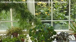 Common Houseplant Problems Reason and How to fix them