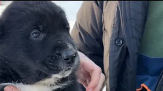 УЗНАЛИ АЛАБАЕВ ?