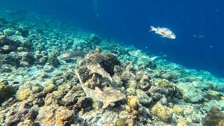 Four Black Tip Reef Sharks at Reethi Beach Resort, Maldives