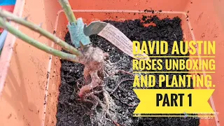 Unboxing and planting David Austin Bare root Roses. Part 1