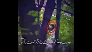 Tree Peeper SHORT CLIP from the "Oops video"