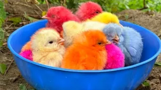 Catching Chickens ,Cute Colorful Chickens, Rainbow chickens ,colorful chickens,animal cute