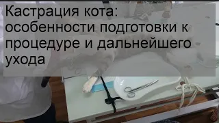 Кастрация кота: особенности подготовки к процедуре и дальнейшего ухода