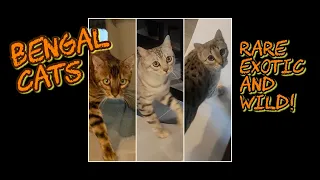 BENGAL CATS | WILD EXOTIC RARE CATS | DOG GUY DARIN MEET THE CATS #BENGALS #DOGGUYDARIN