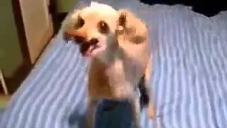 Смешная Собака Funny Dog