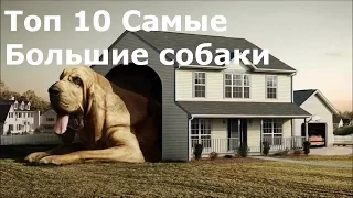 Топ 10 самые большие собаки в мире