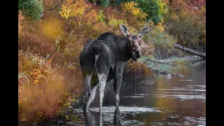 Bull and Female Moose Mating - Buck et femelle orignal qui s'accouplent