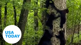 Mama bear in North Carolina spotted giving cubs tree-climbing lessons | USA TODAY