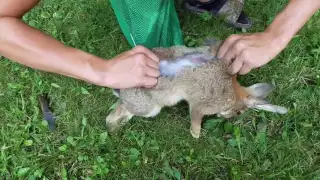 (GRAPHIC) Rabbit kill with blowgun!