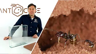 ANTCUBE -  XL Ameisenfarm mit Digfix - Messor barbarus