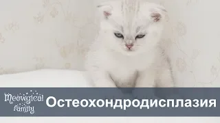 Остеохондродисплазия у шотландских вислоухих кошек