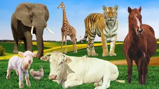 Sounds of Wildlife animals: Sheep, Panda, Dogs, elephant, Monkey, cow, chicken, Birds, Dolphin....