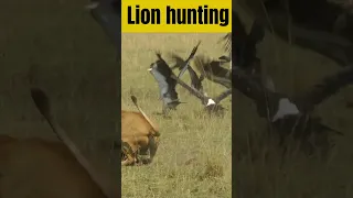 Lion hunting bird african lion highlights #lion #wildlife #deer #lionhunting #shorts #highlights