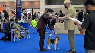 BEAGLE RING THAILAND 🇹🇭 INTERNATIONAL DOG SHOW 2/7/22