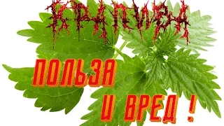 Крапива польза и вред. 33 серия