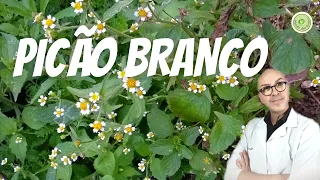 PICÃO BRANCO, indicado CÂNCER DE CÓLON, DIABETES, é ANTIBIÓTICO NATURAL, utilizado como PROBIÓTICO.