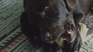 Dog I | Minolta 50mm | BMPCC og | 1080p | RAW | 24fps